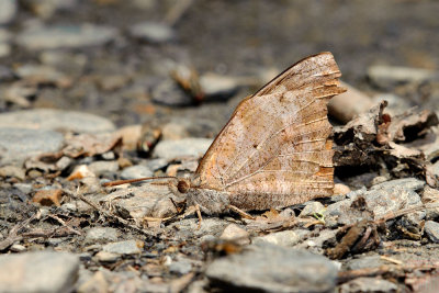 Libythea lepita formosana (東方喙蝶)