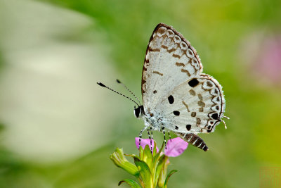 Megisba malaya sikkima (黑星灰蝶)