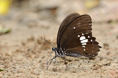 Papilio castor formosanus (無尾白紋鳳蝶)