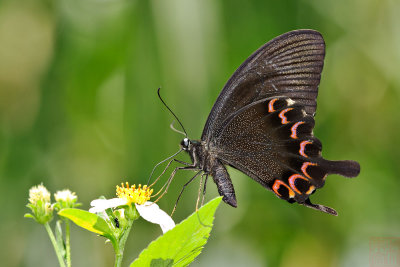 Papilio paris nakaharai (琉璃翠鳳蝶)
