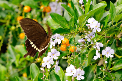Papilio polytes polytes (玉帶鳳蝶)