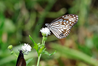 Parantica aglea maghaba (絹斑蝶)