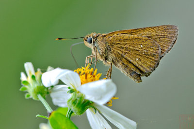 Polytremis lubricans kuyaniana (黃紋孔弄蝶)