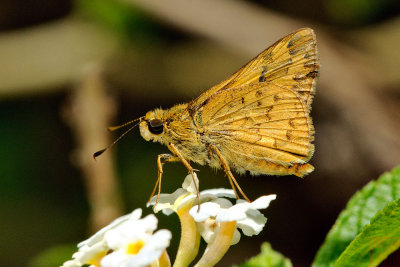 Potanthus confucius angustatus (黃斑弄蝶)