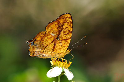 Symbrenthia lilaea formosanus (散紋盛蛺蝶)