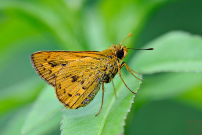 Telicota bambusae horisha (竹橙斑弄蝶)