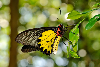 Troides aeacus formosanus (黃裳鳳蝶)