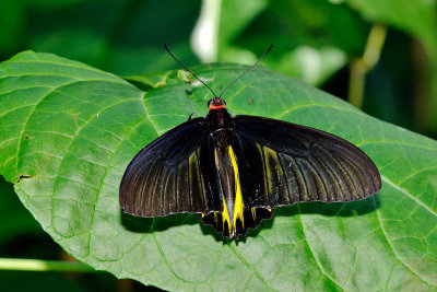 Troides aeacus formosanus (黃裳鳳蝶)