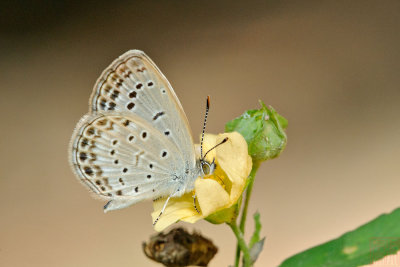 Zizeeria maha okinawana (藍灰蝶)