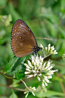 Euploea tulliolus koxinga (小紫斑蝶)