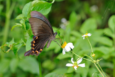 Papilio bianor thrasymedes (翠鳳蝶)