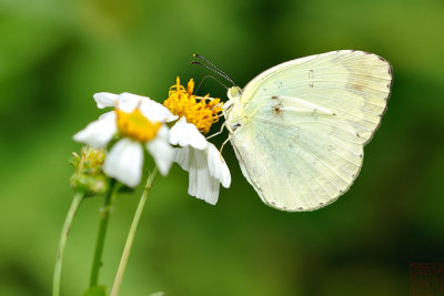 Eurema blanda arsakia (亮色黃蝶)