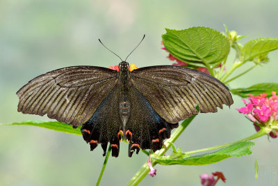 Papilio bianor thrasymedes (翠鳳蝶)