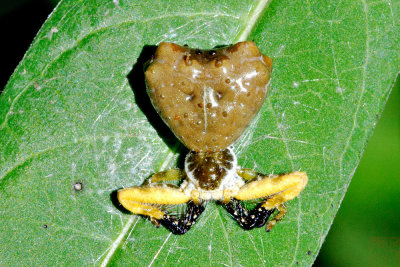 Phrynarachne ceylonica (錫蘭瘤蟹蛛)