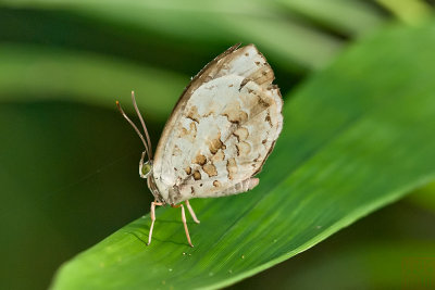 Miletus gallus gallus - female