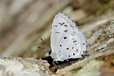 Acytolepis puspa gisca (The Common Hedge Blue)