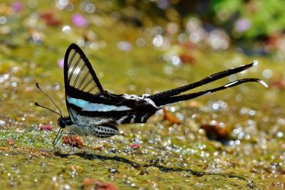 Lamproptera meges virescens(Green Dragontail)