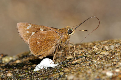 Pelopidas assamensis (The Great Swift)