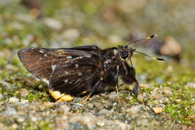 Creteus cyrina cyrina (The Nonsuch Palmer)