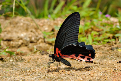Papilio alcmenor alcmenor (The Redbreast)