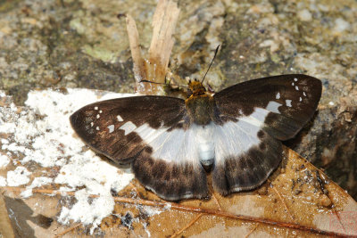 Gerosis sinica narada (The Extensive White Flat)