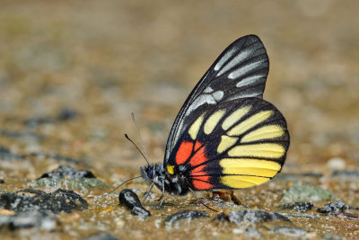 Delias acalis pyramus (The Red-breast Jezebel)