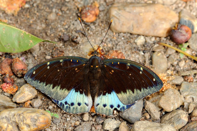 Lexias pardalis jadeitina (The Common Archduke)