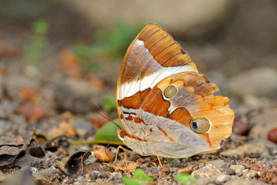 Thauria lathyi gabrieli (The Siam Jungleglory)