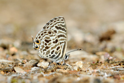 Leptotes plinius(The Zebra Blue)