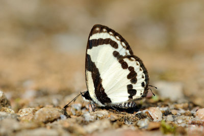 Caleta roxus pothus (The Straight Pierrot)