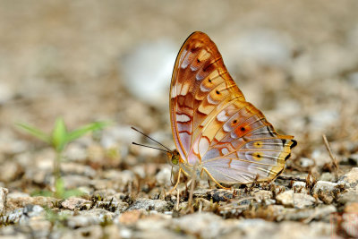 Vagrans sinha sinha (The Vagrant)