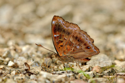 Rohana parisatis siamensis (The Siamese Black Prince)