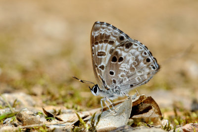 Niphanda asialis (The White-banded Pierrot)