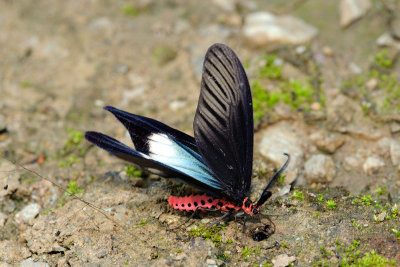 Histia flabellicornis (moth)