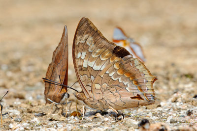 Charaxes kahruba