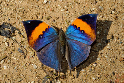 Kallima inachus siamensis (The Orange Oakleaf)