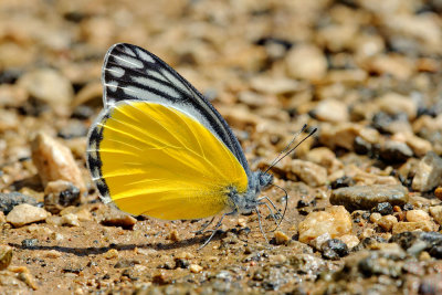 Delias agostina agostina  (TheYellow Jezebel)