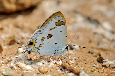 Hypolycaena otona otona (The Orchid Tit)