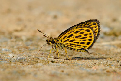 Ochus subvittatus subvittatus (The Tiger Hopper)