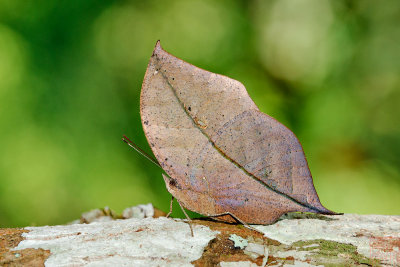 Kallima inachus siamensis (The Orange Oakleaf)