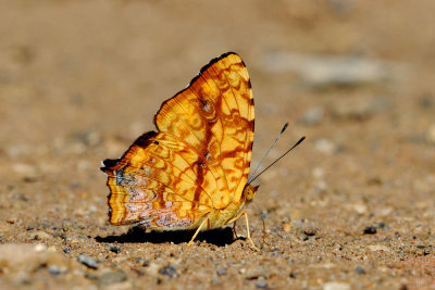 Symbrenthia lilaea lilaea (The Common Jester)