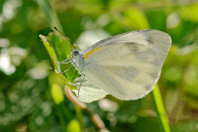 Artogeia canidia canidia (The Indian Cabbage White)