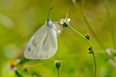 Artogeia canidia canidia (The Indian Cabbage White)