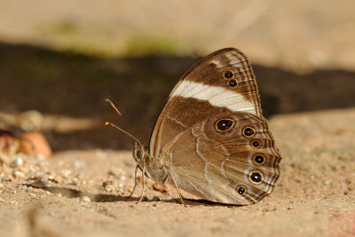 Lethe verma stenopa (The Straight Treebrown)