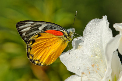 Delias descombesi descombesi (The Red-spot Jezebel)