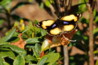 Junonia hierta hierta (The Yellow Pansy)