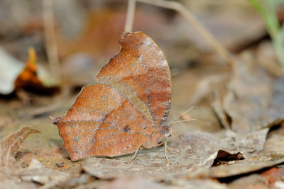 Melanitis phedima abdullae (The Dark Evening Brown)