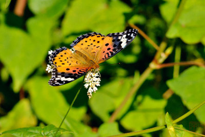 Argyreus hyperbius hyperbius (The Indian Fritillary)