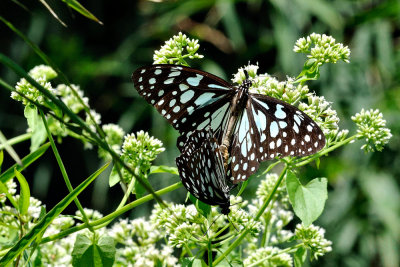 Tirumala limniace limniace (The Broad Blue Tiger)