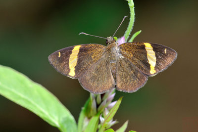 Celaenorrhinus dhanada affinis (The Himalayan Yellow-banded Flat)